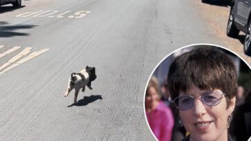 a-list-songwriter-adopts-runaway-west-hollywood-piglet-‘wilbur’