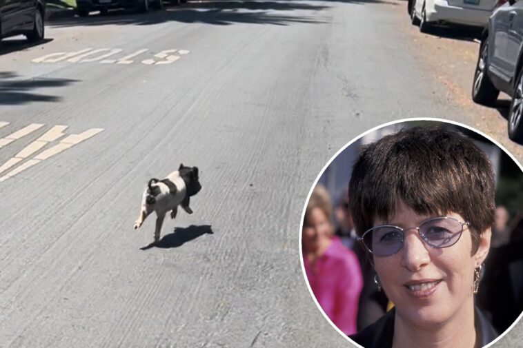 a-list-songwriter-adopts-runaway-west-hollywood-piglet-‘wilbur’
