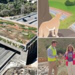 california’s-$114m-wildlife-bridge-wants-$10-from-humans-to-watch-it-open