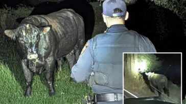 runaway-bull-sparks-wild-california-highway-chase-—-until-a-cowboy-comes-to-the-rescue