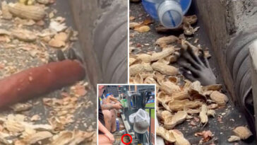 mets-fans-startled-by-hand-creeping-in-citi-field-stands-to-snag-peanuts,-hot-dog