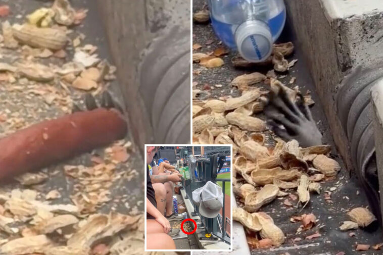mets-fans-startled-by-hand-creeping-in-citi-field-stands-to-snag-peanuts,-hot-dog