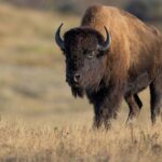 tourists-get-dangerously-close-to-massive-bison-in-stunning-nature-video-posted-online