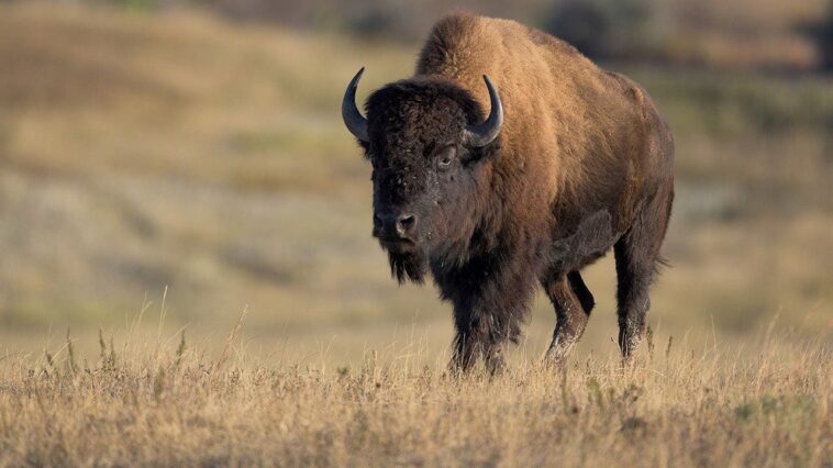 tourists-get-dangerously-close-to-massive-bison-in-stunning-nature-video-posted-online