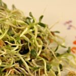 another-foodborne-illness-sickens-midwesterners,-this-time-sprouts-from-minnesota-grower