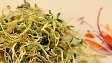 another-foodborne-illness-sickens-midwesterners,-this-time-sprouts-from-minnesota-grower
