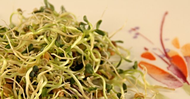 another-foodborne-illness-sickens-midwesterners,-this-time-sprouts-from-minnesota-grower