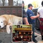 the-wacky-—-and-dangerous-—-nyc-bills-that-could-soon-be-law:-sick-leave-for-pets,-abolished-gang-database-and-an-elephant-ban