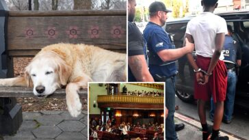 the-wacky-—-and-dangerous-—-nyc-bills-that-could-soon-be-law:-sick-leave-for-pets,-abolished-gang-database-and-an-elephant-ban