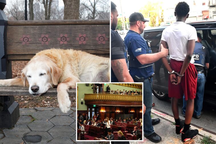 the-wacky-—-and-dangerous-—-nyc-bills-that-could-soon-be-law:-sick-leave-for-pets,-abolished-gang-database-and-an-elephant-ban