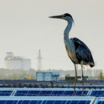 international-study-links-bird-deaths-to-chinese-solar-panels