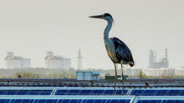 international-study-links-bird-deaths-to-chinese-solar-panels