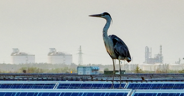 international-study-links-bird-deaths-to-chinese-solar-panels