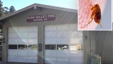 disgusting-infestation-forces-firefighters-to-evacuate-bay-area-station