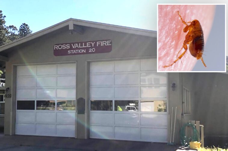 disgusting-infestation-forces-firefighters-to-evacuate-bay-area-station