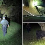 late-night-bull-run-ends-with-a-little-cowboy-know-how-on-busy-california-highway