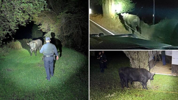 late-night-bull-run-ends-with-a-little-cowboy-know-how-on-busy-california-highway