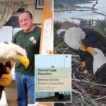 native-tribes-inherit-remains-of-california’s-celebrity-eagle-as-fans-turn-on-each-other:-‘people-get-too-involved’