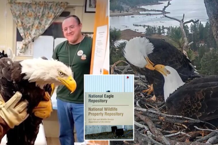 native-tribes-inherit-remains-of-california’s-celebrity-eagle-as-fans-turn-on-each-other:-‘people-get-too-involved’