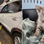 surprise-traveler-trapped-beneath-car-for-hundreds-of-miles-gets-new-chance-at-life
