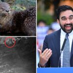 mamdani-fanboys-credit-socialist-mayor-with-otter’s-nyc-return-—-but-experts-are-calling-claims-absurd