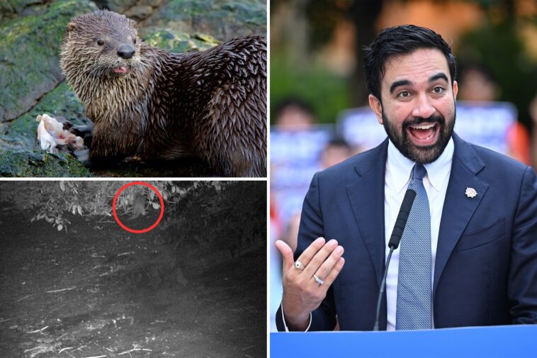 mamdani-fanboys-credit-socialist-mayor-with-otter’s-nyc-return-—-but-experts-are-calling-claims-absurd