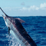 watch:-two-fishermen-hook-‘monster’-that-might-be-east-coast’s-biggest-catch-of-its-kind