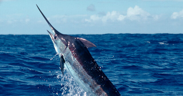watch:-two-fishermen-hook-‘monster’-that-might-be-east-coast’s-biggest-catch-of-its-kind