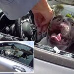 dramatic-moment-cops-save-5-dogs-nearly-cooked-alive-in-hot-car