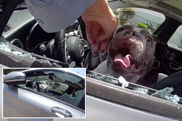 dramatic-moment-cops-save-5-dogs-nearly-cooked-alive-in-hot-car