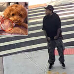 maniac-fires-wildly-on-brooklyn-street,-shooting-dog-that-miraculously-survived