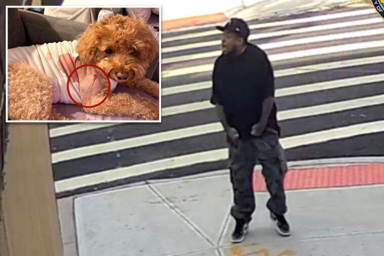 maniac-fires-wildly-on-brooklyn-street,-shooting-dog-that-miraculously-survived