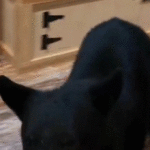 bear-crashes-couple’s-anniversary-getaway,-rummages-through-tennessee-tea-shop-before-jumping-on-counter