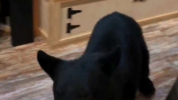 bear-crashes-couple’s-anniversary-getaway,-rummages-through-tennessee-tea-shop-before-jumping-on-counter