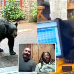 bear-crashes-couple’s-anniversary-getaway,-rummages-through-tennessee-tea-shop-before-jumping-on-counter