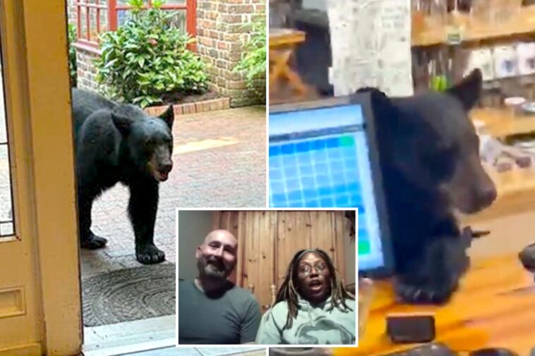 bear-crashes-couple’s-anniversary-getaway,-rummages-through-tennessee-tea-shop-before-jumping-on-counter