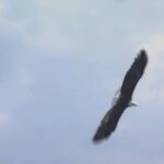 bald-eagle-soars-over-crowd-during-singing-of-“god-bless-america”-at-freedom-250-grand-prix-(video)