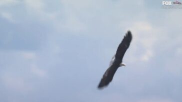 bald-eagle-soars-over-crowd-during-singing-of-“god-bless-america”-at-freedom-250-grand-prix-(video)