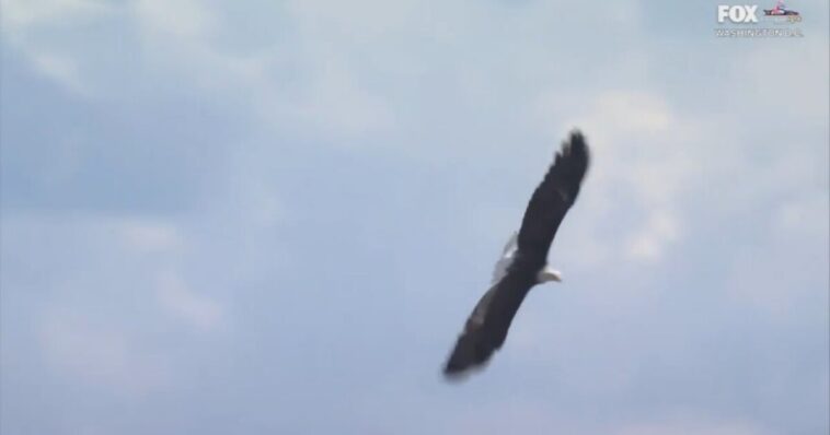 bald-eagle-soars-over-crowd-during-singing-of-“god-bless-america”-at-freedom-250-grand-prix-(video)