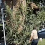 watch:-young-bear-takes-rough-tumble-from-denver-tree-after-wildlife-officers-tranquilize-it