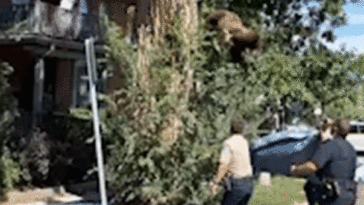watch:-young-bear-takes-rough-tumble-from-denver-tree-after-wildlife-officers-tranquilize-it
