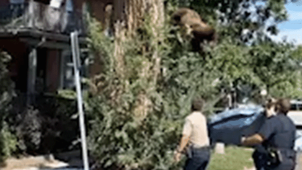 watch:-young-bear-takes-rough-tumble-from-denver-tree-after-wildlife-officers-tranquilize-it