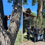 young-bear-takes-rough-tumble-from-colorado-tree-after-wildlife-officers-tranquilize-it