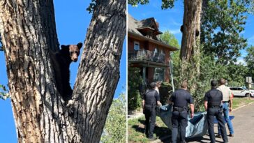 young-bear-takes-rough-tumble-from-colorado-tree-after-wildlife-officers-tranquilize-it