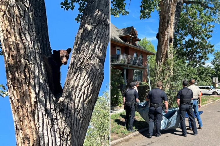 young-bear-takes-rough-tumble-from-colorado-tree-after-wildlife-officers-tranquilize-it