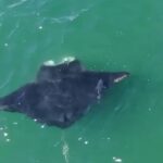 oceanic-manta-ray-spotted-off-long-island-coast-in-rare-new-york-sighting