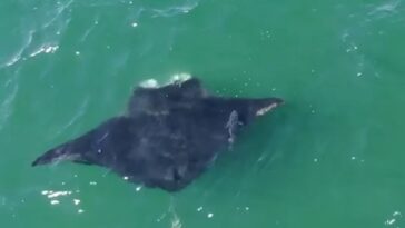 oceanic-manta-ray-spotted-off-long-island-coast-in-rare-new-york-sighting
