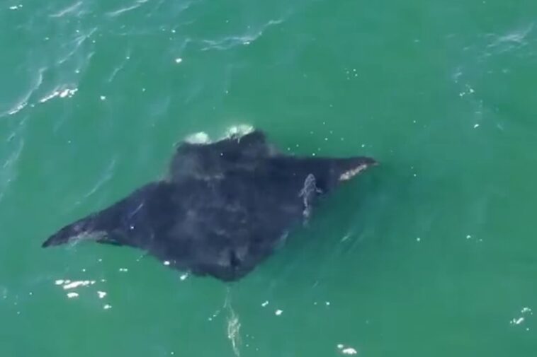 oceanic-manta-ray-spotted-off-long-island-coast-in-rare-new-york-sighting