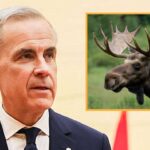 canada-vows-to-retaliate-against-trump-with-crippling-moose-tariff
