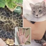 socal-woman-attacked-by-rattlesnake-along-with-her-beloved-cat-—-giving-her-horrific-reaction